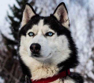 Sibirski Husky
