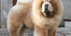 Chow