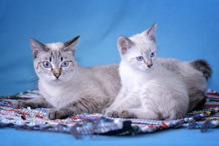 Mekong Bobtail - mačka s mačićem