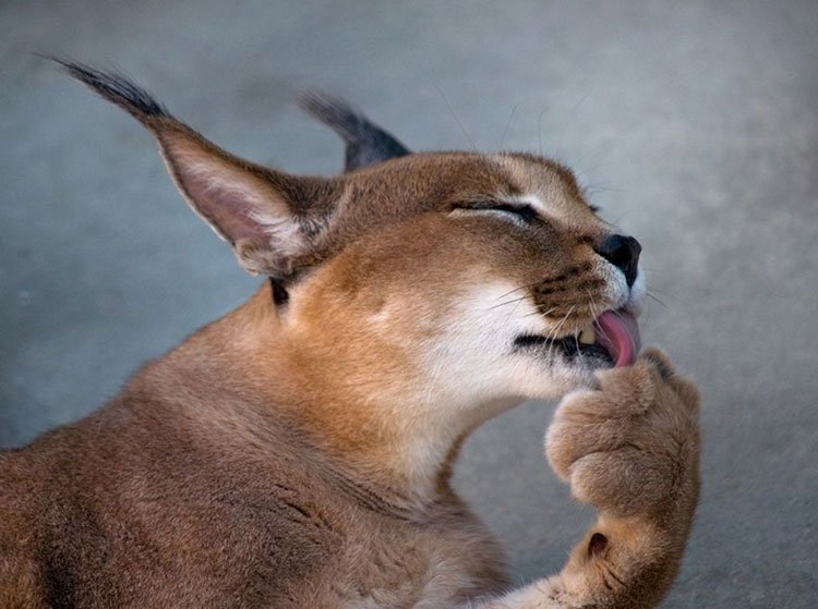 Caracal se pere