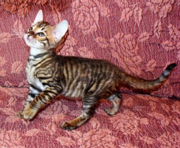Toyger pasmina mačića