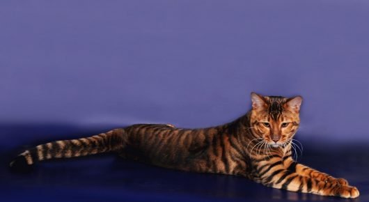 Toyger mačka odmara