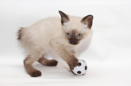 Mekong Bobtail mače