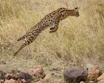 Serval u skoku za plijen