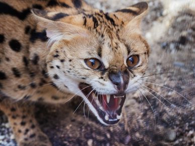 Serval mačka