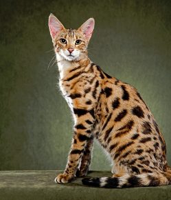 Savannah cat