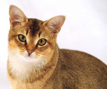 Kitty pasmina mačka
