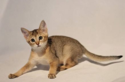 Chausie mače