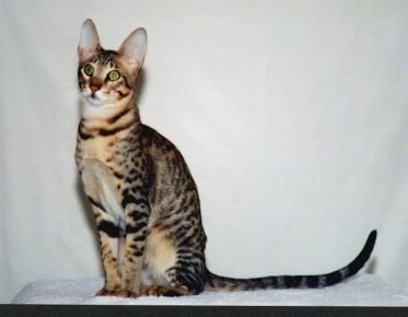 Mačka nalik na serval