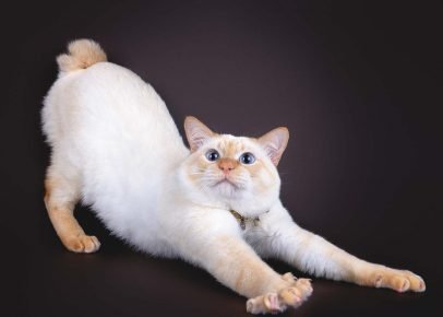Mekong bobtail proteže se