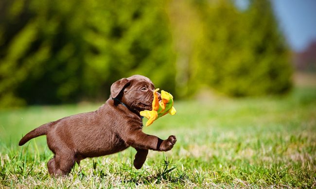 Labrador štene uvijek je spremno za šetnju i beskrajnu igru