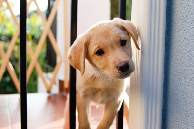Štene labradora svoj svuda znatiželjni nos