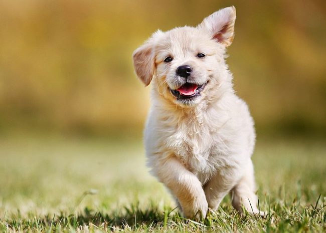 Voljno se smiješi, gledajući sretno teče štene labradora