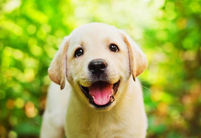 Ovo je psić labradora veliki obožavatelj fotografiranja.