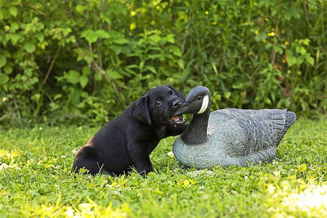 Štene labradora trenira lov na divljač