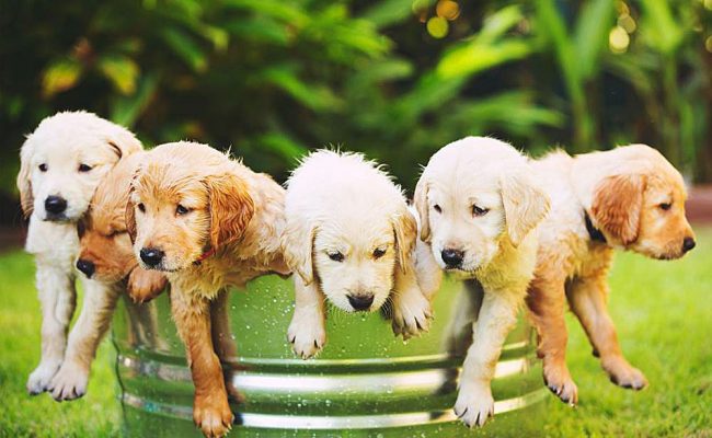 Kupanje u ljetnoj vrućini pravi je užitak za štence Labradora