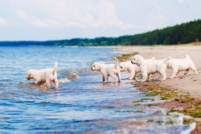 Jato malih i hrabrih labradora spremno je za osvajanje otvorenog mora