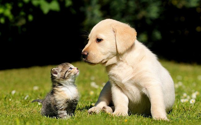 Labrador štene i mačić - slatki par