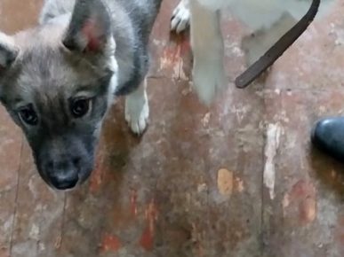 Husky štene