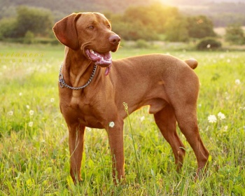 Mađarski stisnuti (mađarski pokazivač) Vizsla, mađarski kratkodlaki pokazivac, mađarski pokazivač