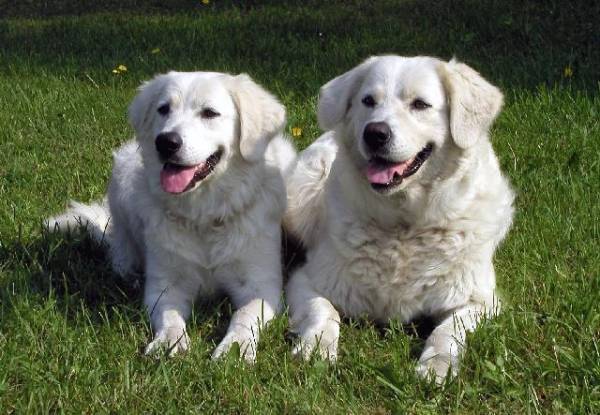 Mađarski Kuvasz odmarajte se