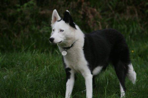 Jakut husky u šumi