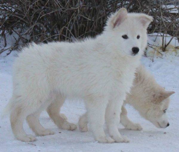 štenad yakutskih huskyja