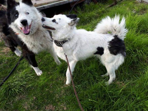 Jakutski huskyji u prirodi
