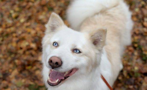 prekrasna fotografija yakutskih huskija