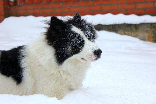 Yakut husky u snijegu
