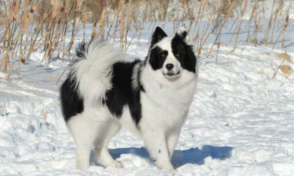 Yakut zimska husky