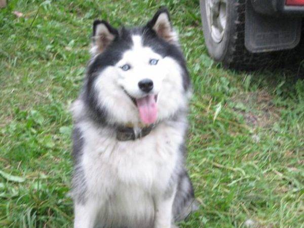 Yakut husky bijelo-siv