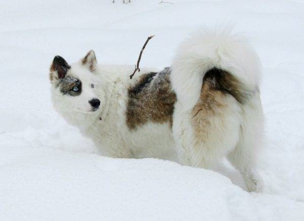 Yakut husky crno-bijeli s crvenim tragovima