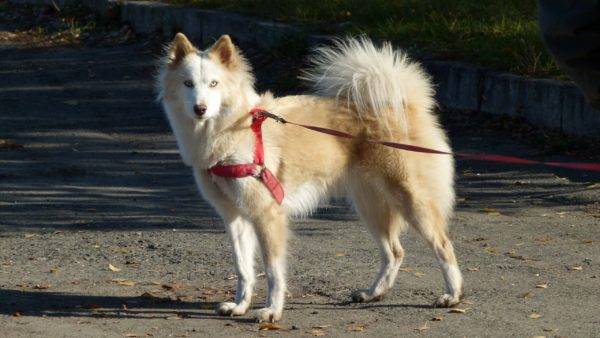 Yakut husky bijelo-crveni