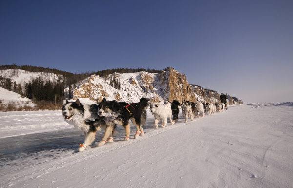mnogi jakutski huskyji