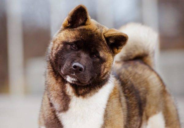 Američka Akita