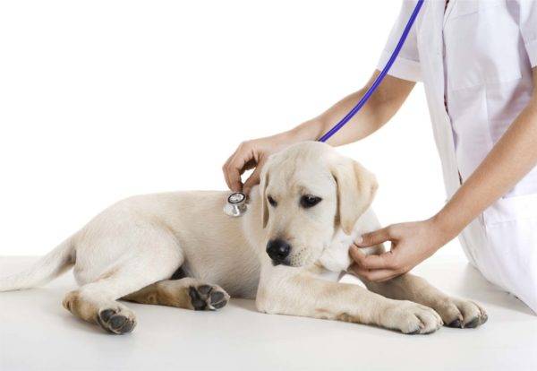 pas kod veterinara