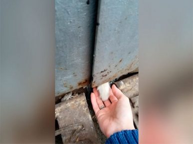 Djevojčica hrani mačića kroz rupu u garaži