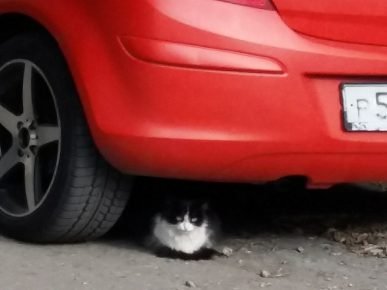 Sestra nije ostavila nevolje