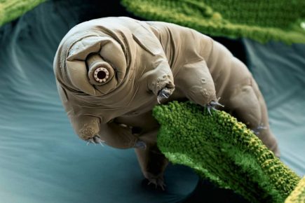 Tardigrada