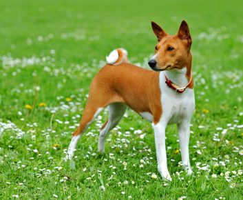 Basenji