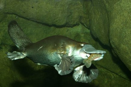 Platypus