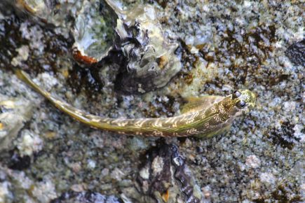 Ocean Rock Jumper