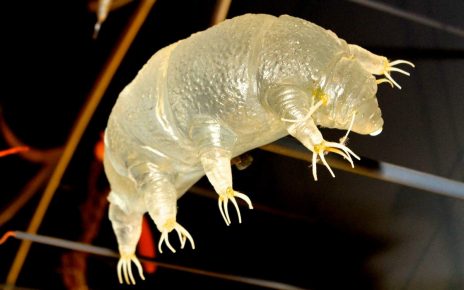 Tardigrade ili vodeni medvjed